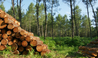 Quand couper bois de chauffage? Mlle Bûche vous explique!