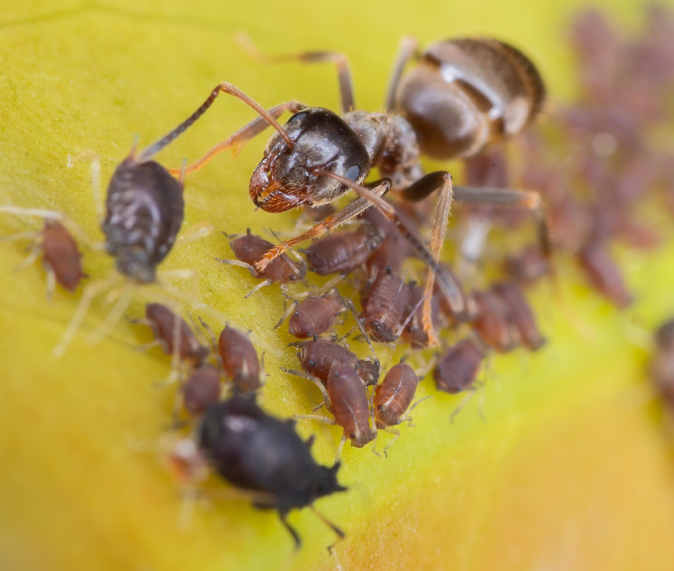 Relations mutualiste pucerons et fourmis 