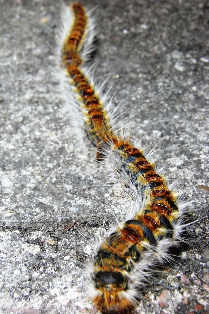 La chenille processionnaire du pin descend au sol 