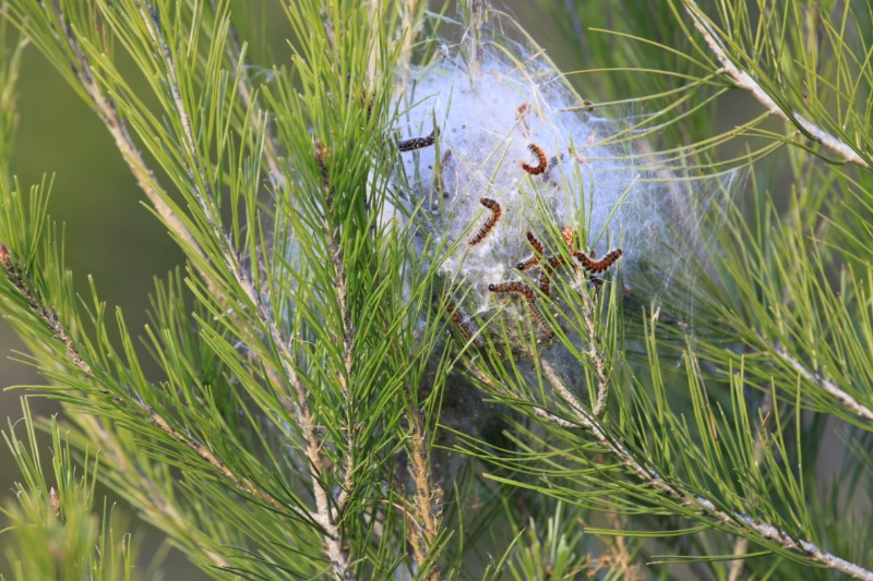 Photo de la chenille processionnaire du pin