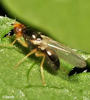 La mouche de la carotte