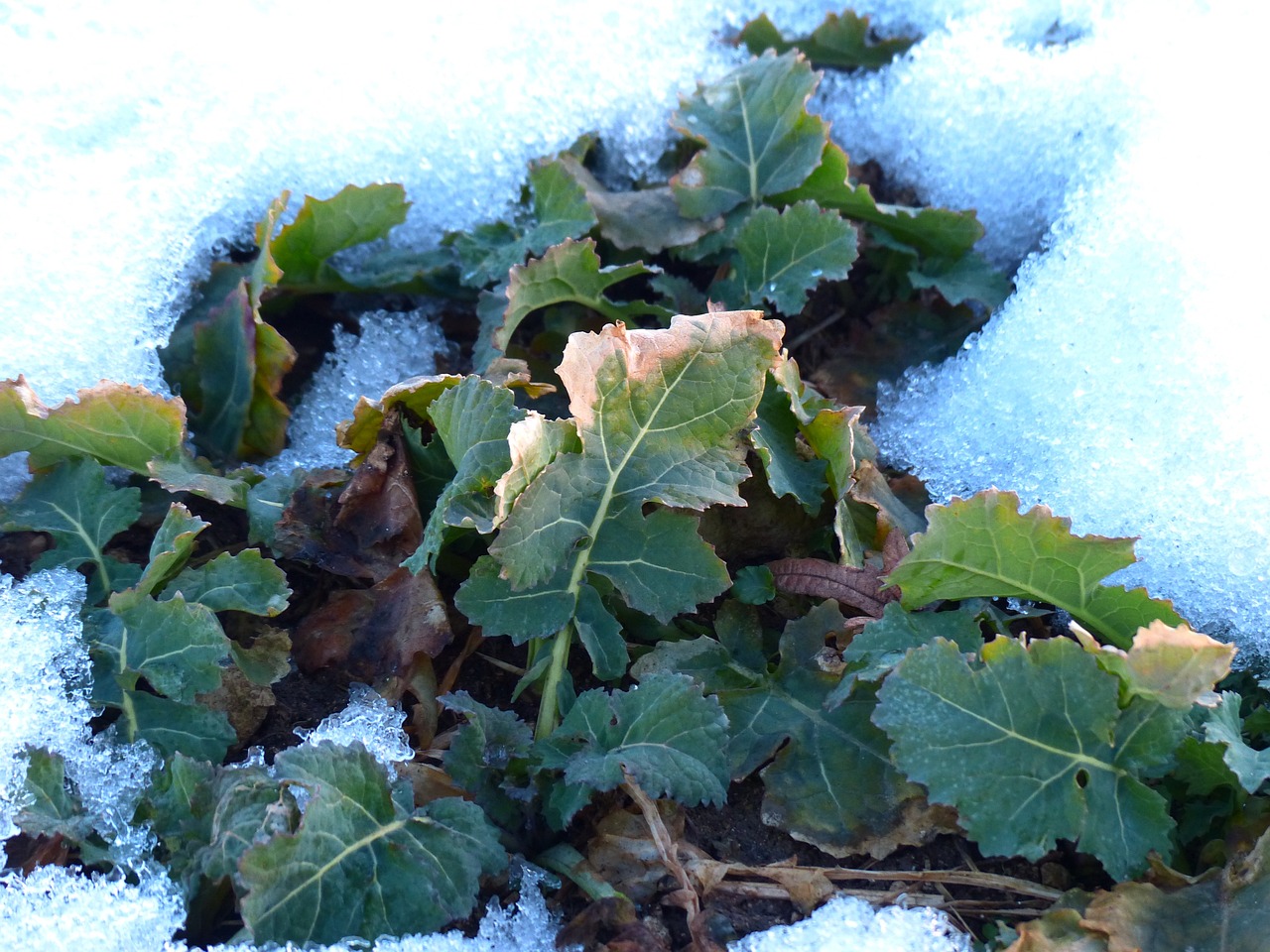 jardin-hiver-entretenir