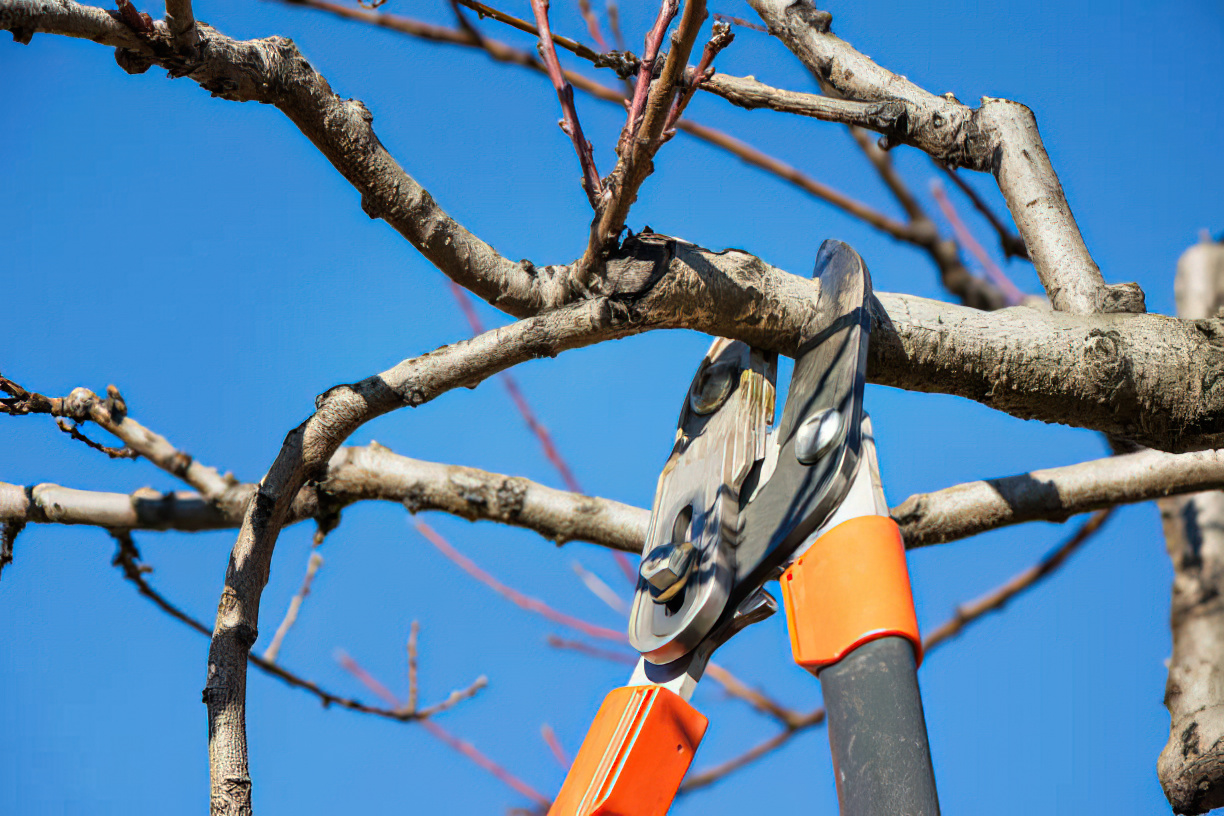 Sécateur coupe-branche - taille et entretien des arbres