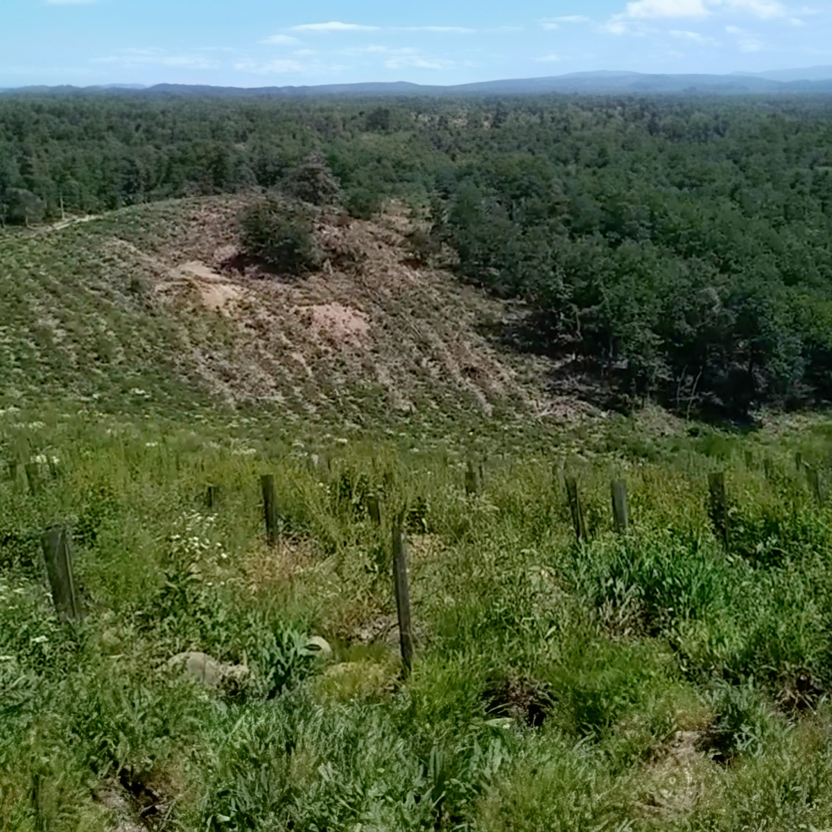 Terrain pour les arbres de reforest action