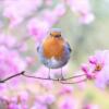 50 conseils de jardinage