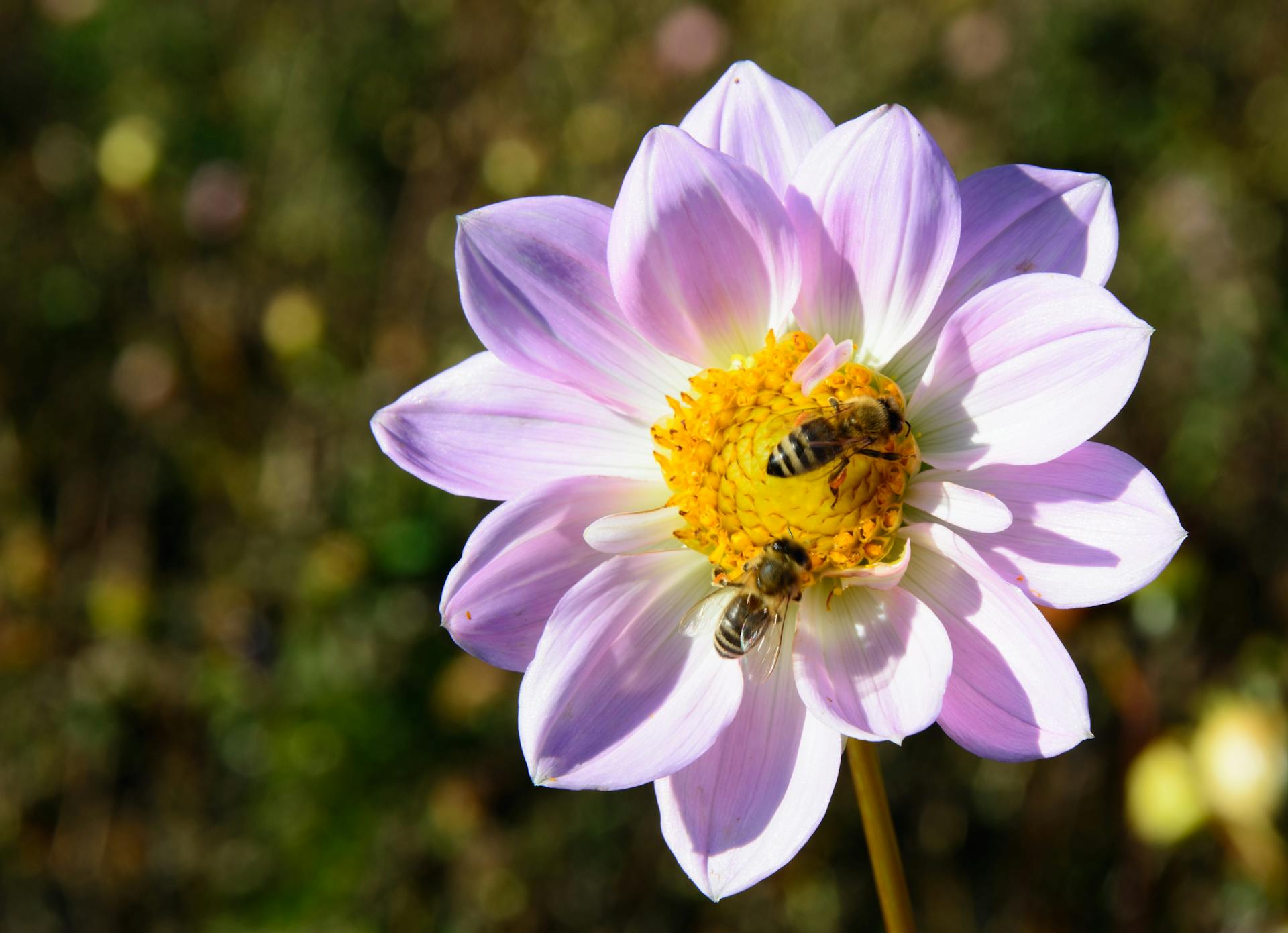 Jardin refuge