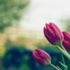 Printemps