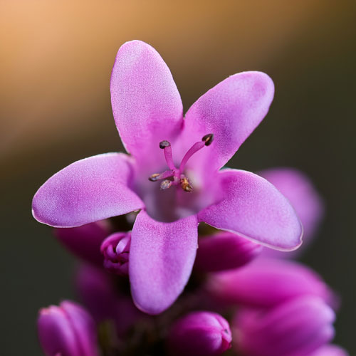Plantes écoresponsables Bruyère cendrée