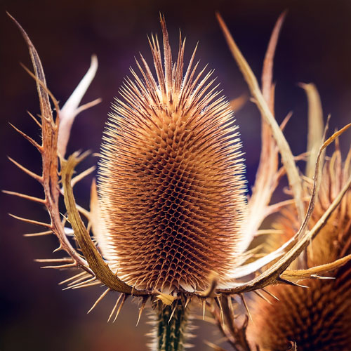 Plantes écoresponsables Cardère Sauvage