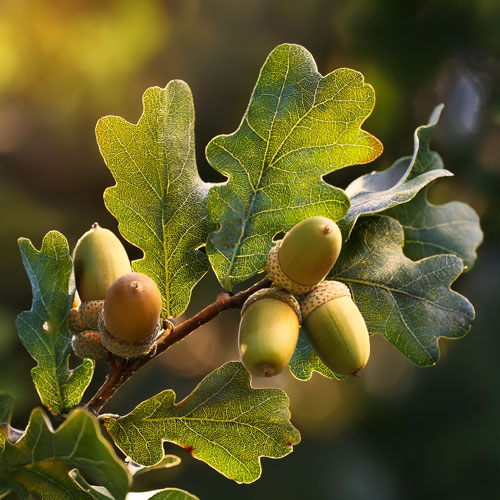 Plantes écoresponsables Chêne Vert
