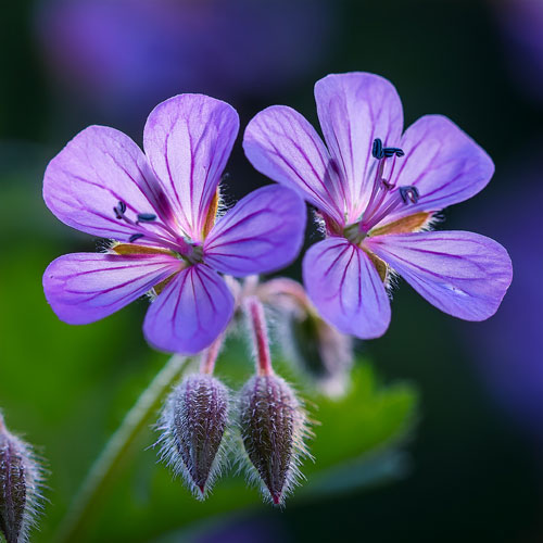 Plantes écoresponsables