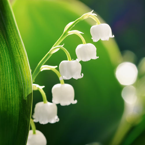 Plantes écoresponsables Muguet de Mai
