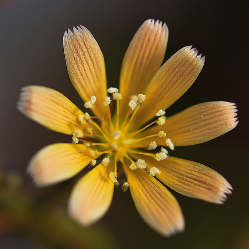 Plantes écoresponsables Sabline des Chaumes