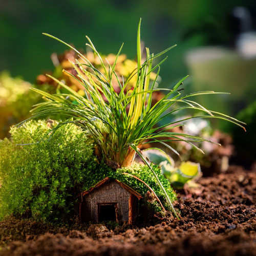 Dans ce jardin si petit