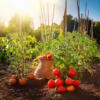 Pied de tomate