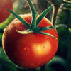 Tomates