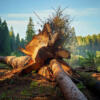 Abattage d'un arbre