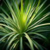 Plantes dépolluantes