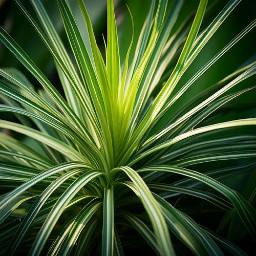 Plantes dépolluantes
