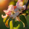 Tailler ses arbres fruitiers