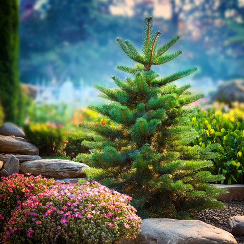 Tailler un pied de sapin