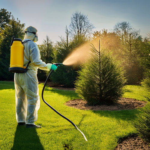 Traitement phytosanitaire des arbres, arbustes et gazons : protéger la santé de votre jardin
