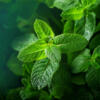 La menthe