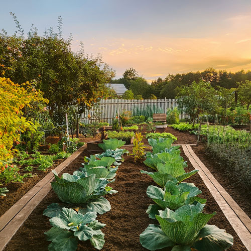 potager toute saison