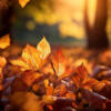 Ramassage de feuilles