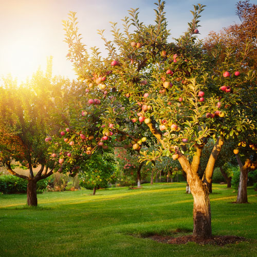 la taille des arbres fruitiers
