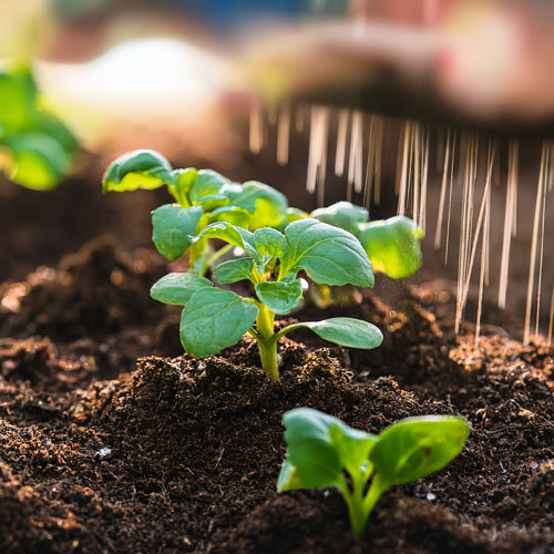 Un potager sans engrais