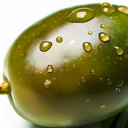 la récolte des olives