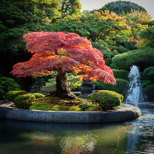 L'érable du Japon