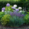 les plantes vivaces