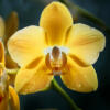 Entretien des orchidées