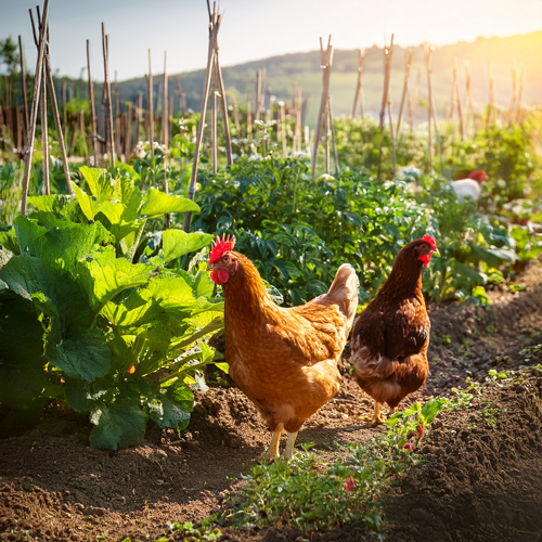 Les poules au potager