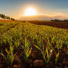 Cover crops