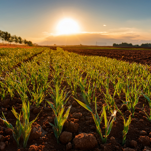 Cover crops