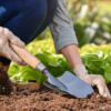 Le transplantoir