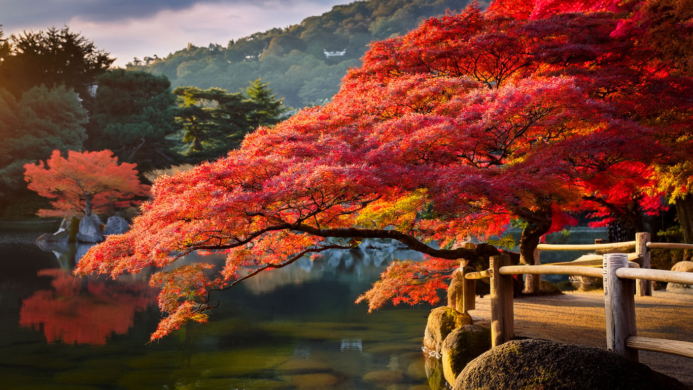 érable du japon