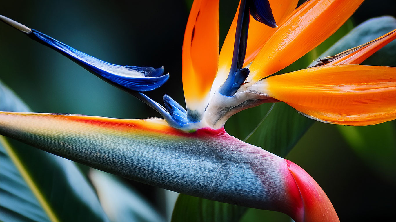 l'oiseau de paradis